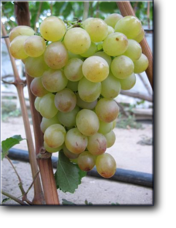 Столовая форма винограда очень раннего срока созревания (95-105 дней).